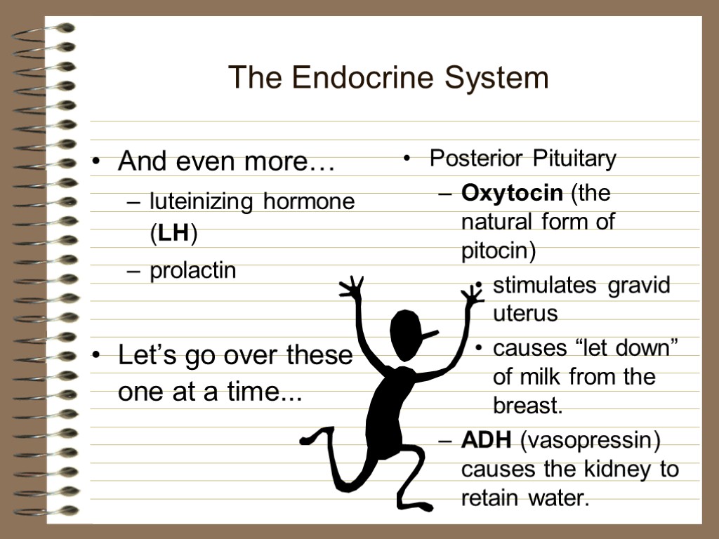 The Endocrine System And even more… luteinizing hormone (LH) prolactin Let’s go over these